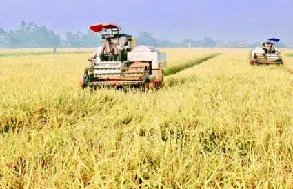 Xã Định Hóa (Ninh Bình): Vụ mùa thành công nhất trong 15 năm qua