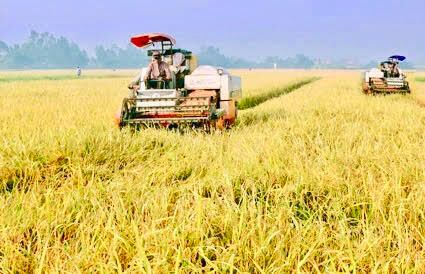 Xã Định Hóa (Ninh Bình): Vụ mùa thành công nhất trong 15 năm qua
