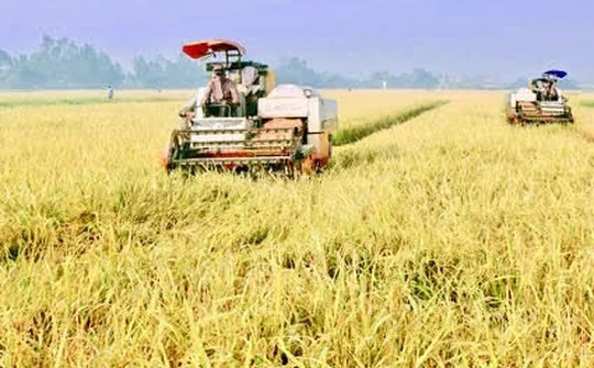 Xã Định Hóa (Ninh Bình): Vụ mùa thành công nhất trong 15 năm qua