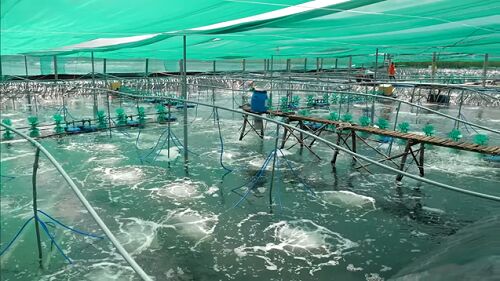 Nông dân làm giàu từ mô hình nuôi tôm  CPF-Combine Model