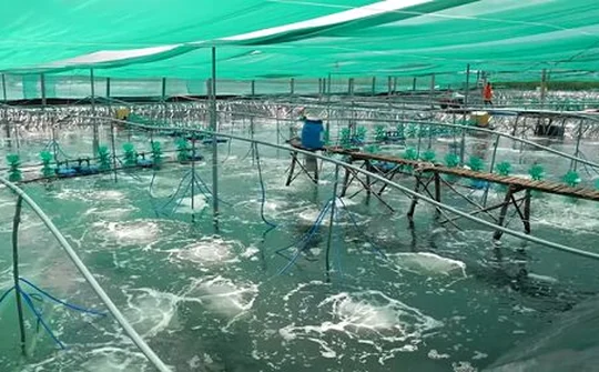 Nông dân làm giàu từ mô hình nuôi tôm  CPF-Combine Model