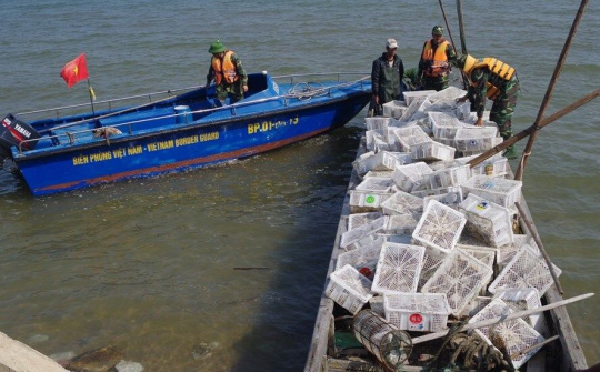 Quảng Ninh: Thu giữ 2.000 con chim bồ câu nhập lậu từ Trung Quốc về Việt Nam