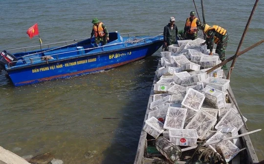 Quảng Ninh: Thu giữ 2.000 con chim bồ câu nhập lậu từ Trung Quốc về Việt Nam