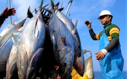 Xuất khẩu cá ngừ khởi sắc trở lại