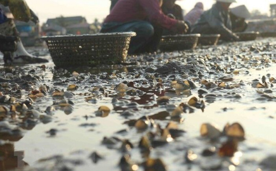 Ngao, hàu chết hàng loạt, người dân Nghệ An lo lắng vì thiệt hại hàng tỷ đồng