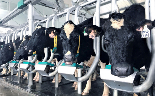 Vinamilk sản xuất sữa A2 đầu tiên tại Việt Nam