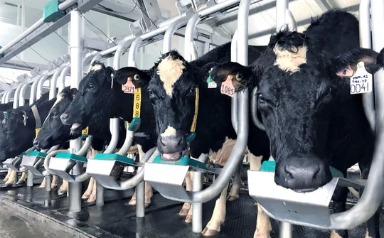 Vinamilk sản xuất sữa A2 đầu tiên tại Việt Nam