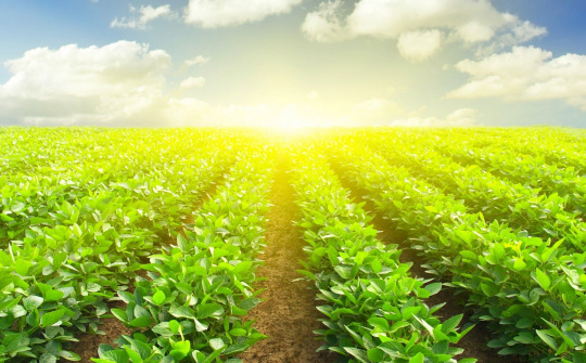 Đầu tư nông nghiệp: Trông chờ hiệu ứng từ các FTA