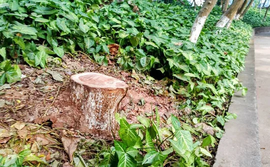 Bảo tàng dân tộc học Việt Nam bị mất trộm 2 cây sưa đỏ quý hiếm 