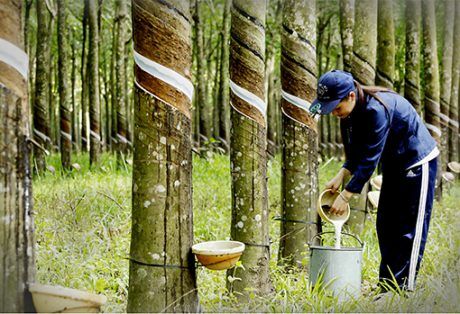 Xuất khẩu cao su tháng 10 tăng mạnh