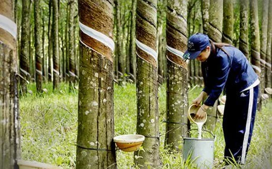 Xuất khẩu cao su tháng 10 tăng mạnh