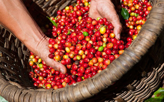 Giá cà phê tăng 300 đồng/kg