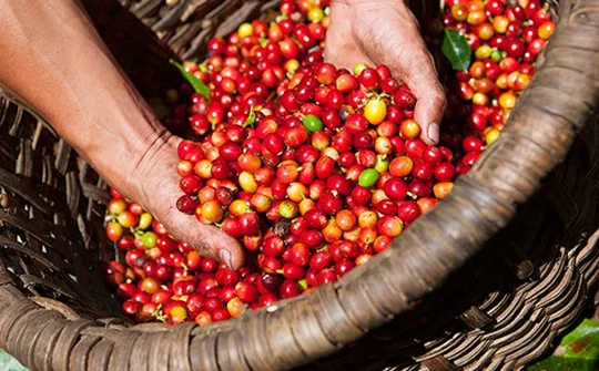Giá cà phê tăng 300 đồng/kg