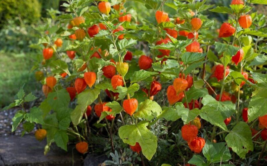 Quả dại tầm bóp lên kệ siêu thị Nhật với giá 700.000 đồng/kg