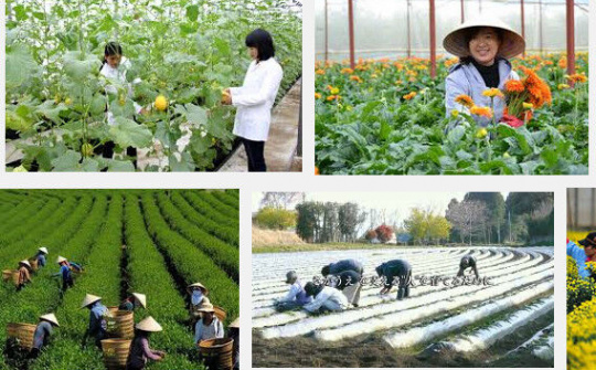 Sơ kết 5 năm Đề án tái cơ cấu ngành nông nghiệp