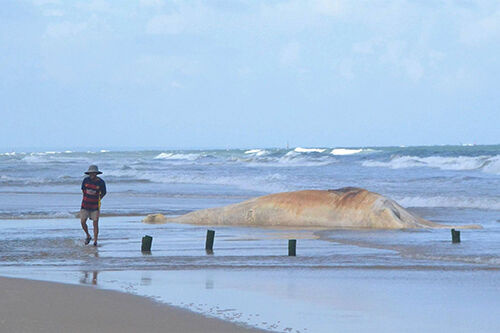 Xác cá voi nặng 10 tấn dạt vào bờ biển Quảng Trị