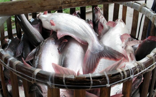 Giá cá tra có xu hướng tăng vào cuối năm