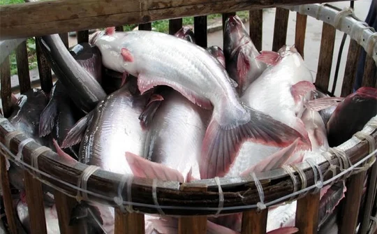 Giá cá tra có xu hướng tăng vào cuối năm