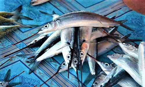 Thương lái Trung Quốc thu mua số lượng lớn cá lìm kìm ở miền Tây