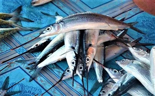 Thương lái Trung Quốc thu mua số lượng lớn cá lìm kìm ở miền Tây