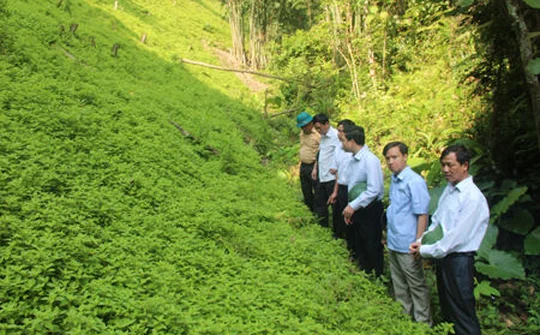 Lạng Sơn phát triển các vùng sản xuất chuyên canh có giá trị kinh tế cao