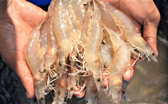Nhiều cơ hội xuất khẩu tôm chân trắng sang thị trường EU