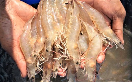Nhiều cơ hội xuất khẩu tôm chân trắng sang thị trường EU