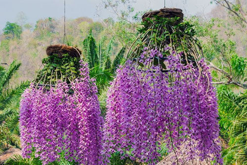 Những loại lan đắt đỏ giới nhà giàu săn lùng dịp Tết