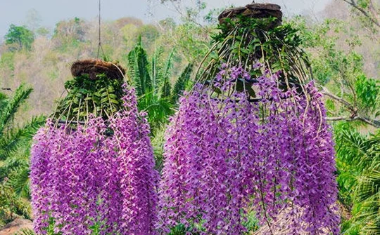Những loại lan đắt đỏ giới nhà giàu săn lùng dịp Tết