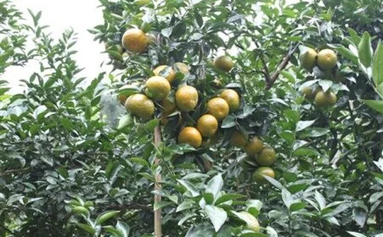 Tuần lễ giới thiệu Cam sành Hà Giang, quýt Bắc Kạn tại Hà Nội
