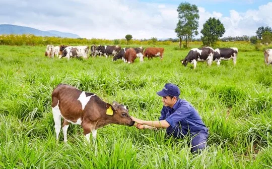 Vinamilk và những cột mốc quan trọng trong hành trình phát triển