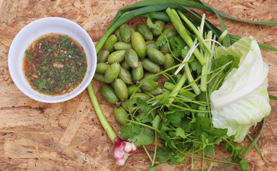 Hái nhót bao tử bán cả trăm nghìn đồng/kg