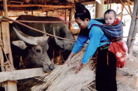 Các địa phương chủ động phòng, chống đói, rét cho vật nuôi
