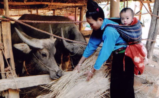 Các địa phương chủ động phòng, chống đói, rét cho vật nuôi