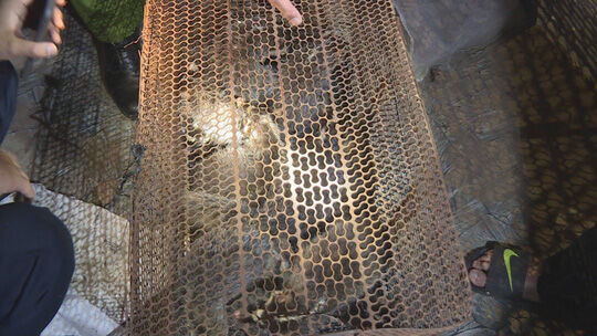 Đắk Lắk: Trên 50 cá thể động vật hoang dã được phát hiện tại nhà hàng Biển Rừng