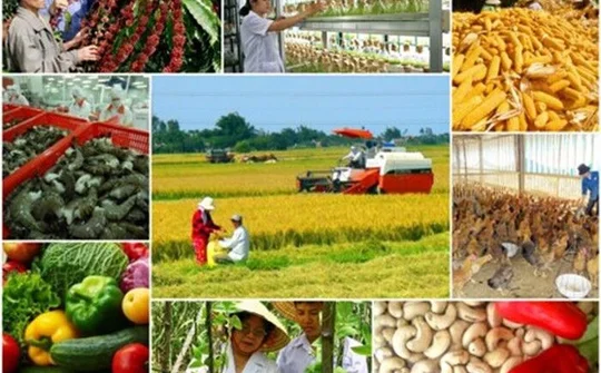 Tổng kết Đề án phát triển sản xuất giống