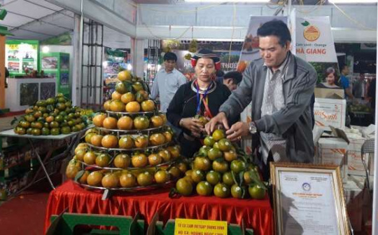 Chính thức bắt đầu tuần lễ quảng bá cam sành Hà Giang, quýt Bắc Kạn