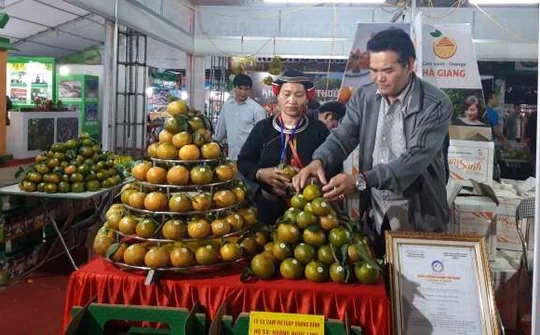 Chính thức bắt đầu tuần lễ quảng bá cam sành Hà Giang, quýt Bắc Kạn