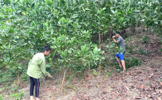 Hỗ trợ gạo cho đồng bào chăm sóc, bảo vệ rừng Sơn La