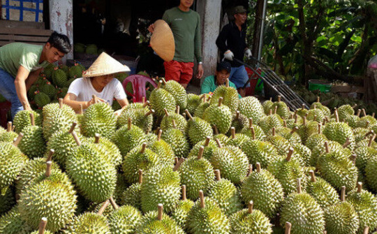 Thương lái Trung Quốc ngừng mua sầu riêng trái vụ miền Tây