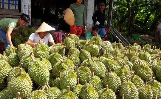 Thương lái Trung Quốc ngừng mua sầu riêng trái vụ miền Tây