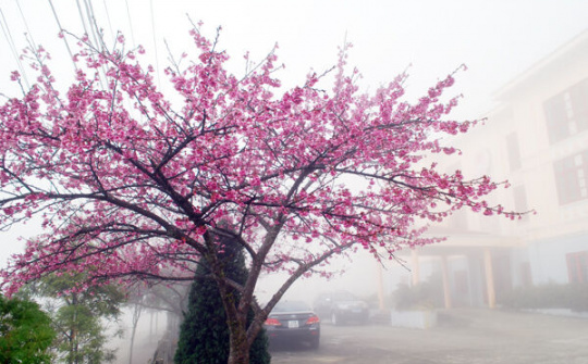 Dự báo thời tiết 31/12: Miền Bắc trời rét hại, Mẫu Sơn dưới 0 độ