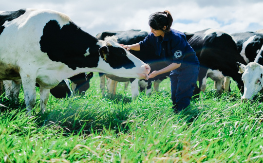 Vinamilk có hệ thống trang tại đạt chuẩn Global Gap lớn nhất châu Á