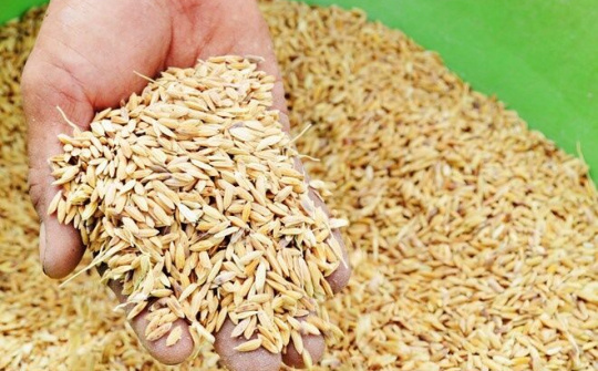 Xuất cấp hạt giống cây trồng hỗ trợ 3 tỉnh thiệt hại do thiên tai