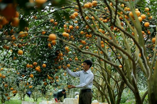 Cao Phong orange to be served on board Vietnam Airlines flights