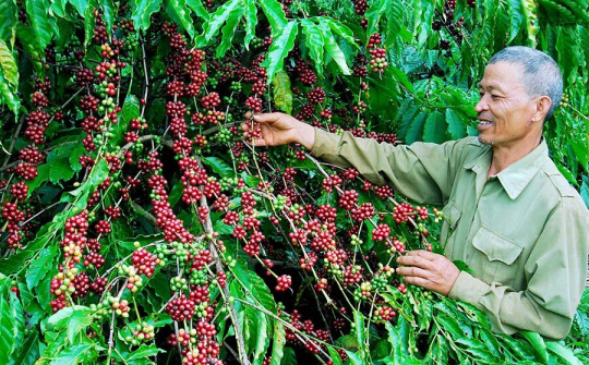 Dòng vốn Agribank và những vườn cà phê tràn đầy sức sống