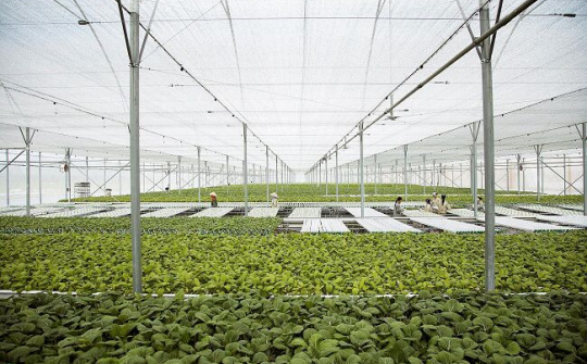 Thủ tướng chỉ thị tăng cường triển khai thi hành Luật Hợp tác xã