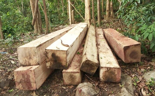 Kiểm điểm tập thể, cá nhân vụ khai thác gỗ trái phép tại Đắk Lắk