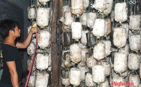 Mở hướng làm giàu từ cây nấm