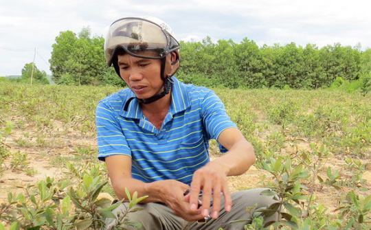 Quảng Bình: làm giàu từ những cây Sim rừng